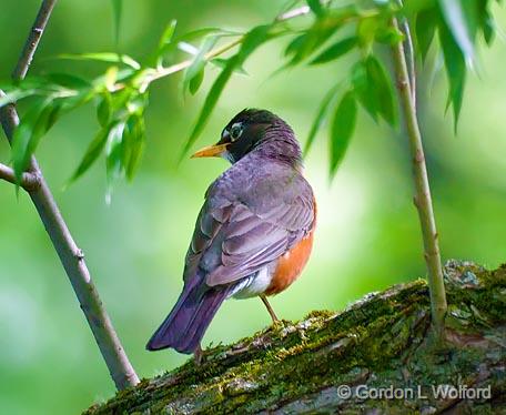 Robin Out On A Limb_00540.jpg - American Robin (Turdus migratorius)Photographed near Carleton Place, Ontario, Canada.